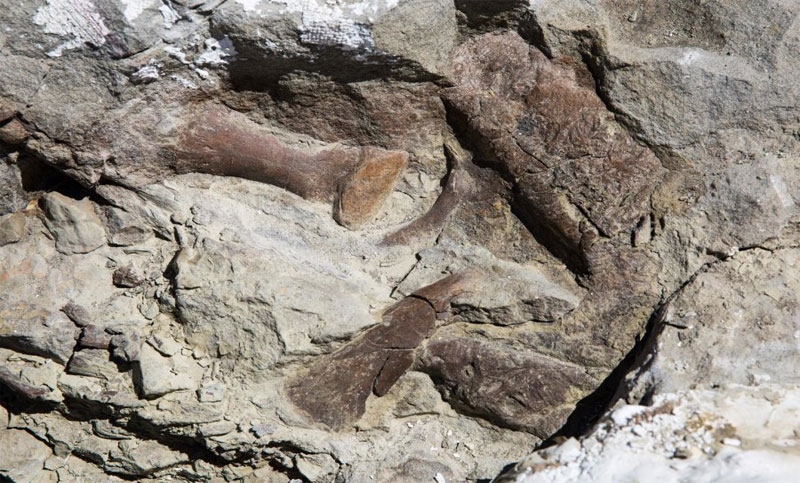 New dinosaur find part of previously unknown level of dino diversity in the  Southwest