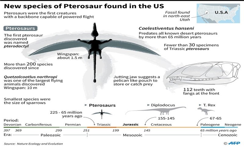 200-million year old Pterosaur 'built for flying