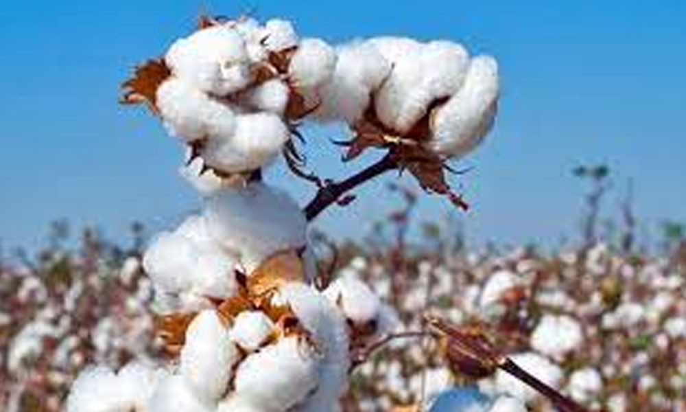 Govt Approves New Support Price for Cotton During FY23